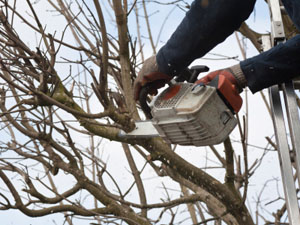 Winter Pruning L E Savory Tree Lawn Lack Of Foliage Allows For Faster Climbing And Quicker Clean Up Debris On The Ground Which Translates To Greater Cost Savings You Pruning