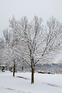 Winter Pruning L E Savory Tree Lawn Give Your Trees A Head Start Before Spring Prune Now While They Are Dormant